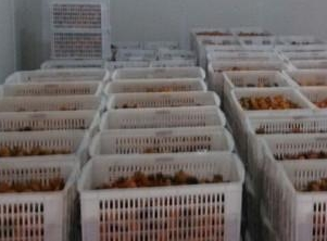 保鮮庫和冷凍庫的區(qū)別。